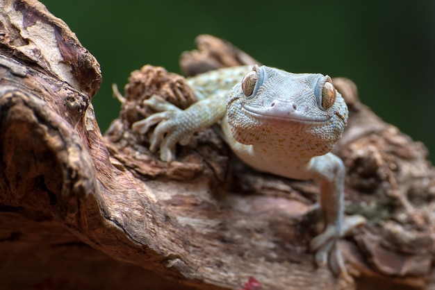 Front view look of a tokay gecko