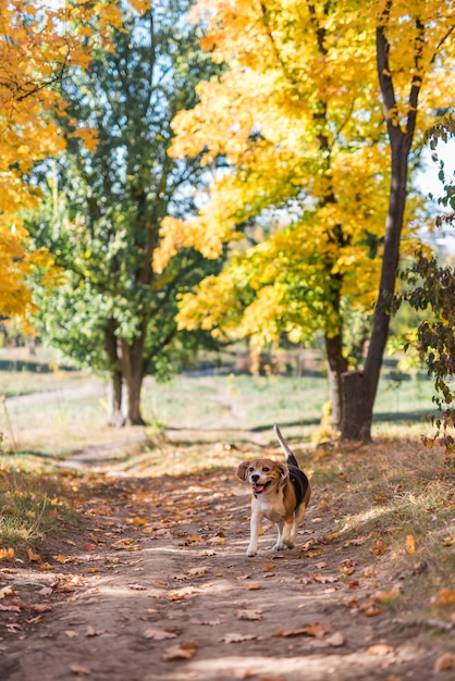 写真 森林歩道で走っているビーグル犬の正面図