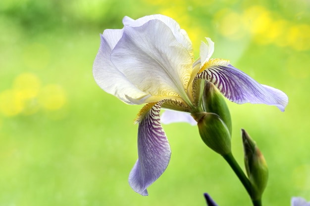 사진 복사 공간이 부드러운 홍채의 전면보기