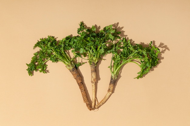 Front view of a parsnips