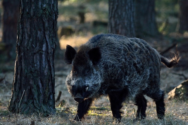 Photo front view of pig by tree