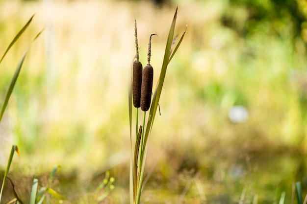 Front view of plant in nature