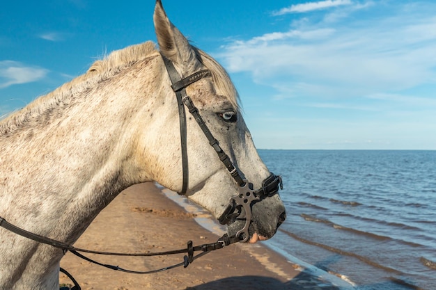 Front view portrait of an attentive curious young gray stallion in nature