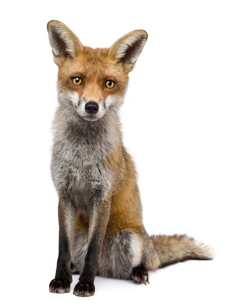 Front view of Red Fox, sitting