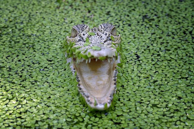 Front view of saltwater crocodile crocodiles among water algae