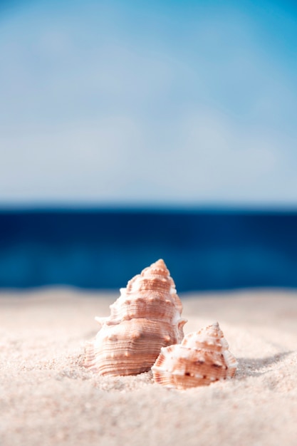 Front view of sea shells in beach sand with copy space