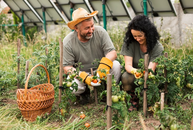 front view senior couple harvesting tomatoes