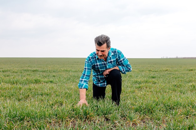 A front view of a Senior farmer kneels in the green wheat field,