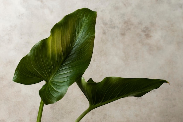 Photo front view of tropical leaves