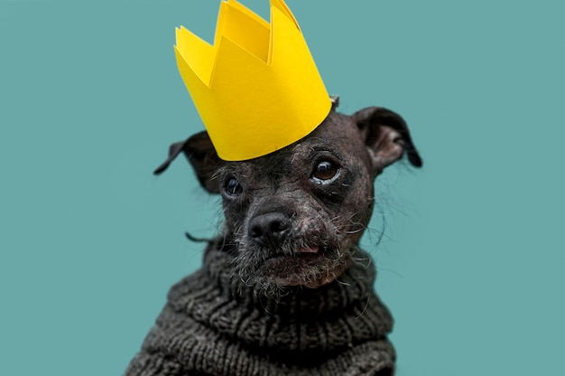 Front view van grappig schattig hond concept