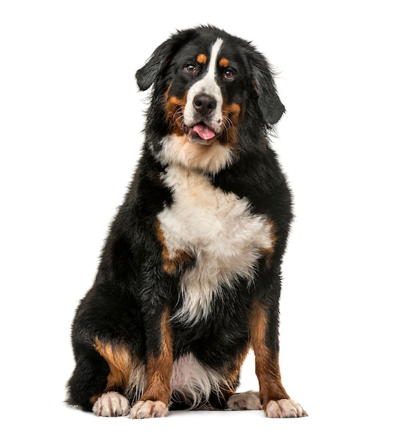 Front view of a Wet Bernese Mountain dog sitting and panting isolated on white