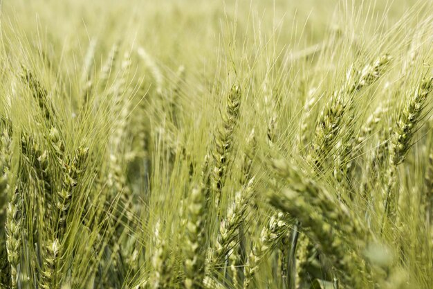 front view wheat field