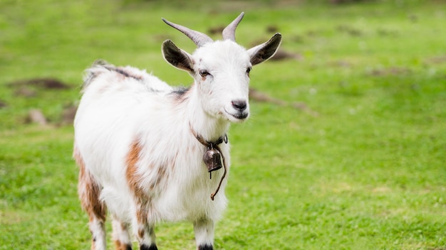 Photo front view white goat outdoors