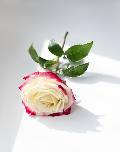 Front view of a white and pink fading rose lying on the white table Vertical image natural light