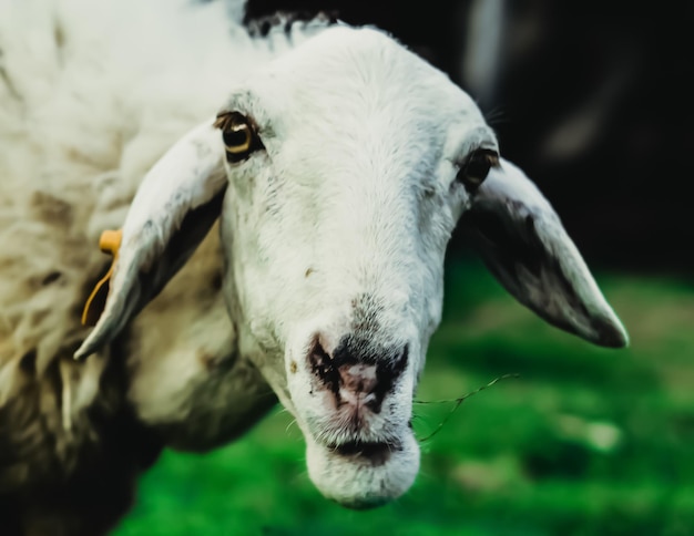 Front view white sad muzzle sheep with orange farm tag in ear\
is eating green grass in the meadow concept cattle animal breeding\
farming production of sheep wool products contact zoo