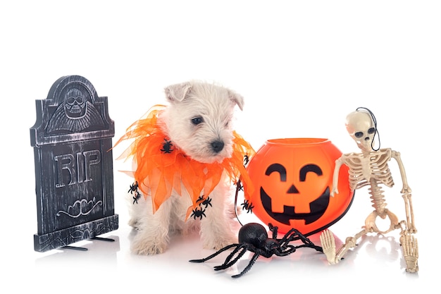 Front view of white Terrier puppy with Halloween decorations