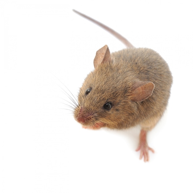 Front view of Wood mouse  isolated on white