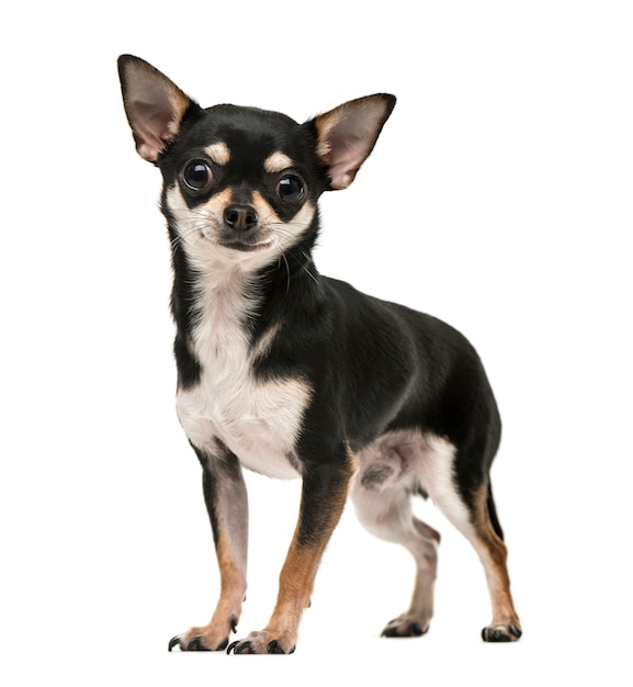 Front view of a young chihuahua puppy looking at the camera isolated on white