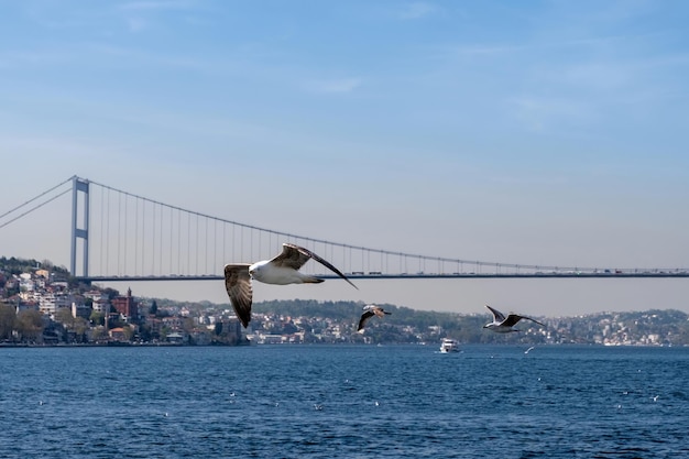 Frontaal landschap van de Bosporus aan de Zwarte Zee en een zeemeeuw die er langs vliegt