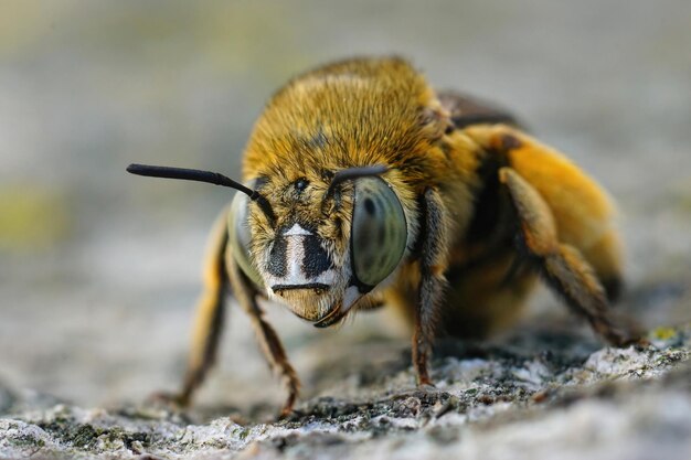 Photo frontal closeup on a female of the brown striped digger amegilla garulla in the gard france