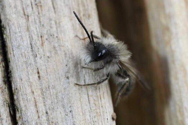 Photo frontal closeup on a male of the endangered nycthemeral mining bee andrena nycthemera sitting on a pole