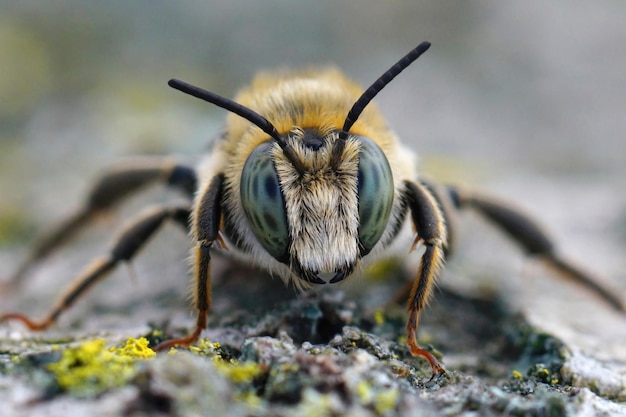 Photo frontal closeup on a male golden-tailed woodborer bee, lithurgus chrysurus in gard, france