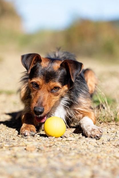 Frontal portrait of bodeguero puppy dog with mischievous face\
playing with his ball sunny day in the bush