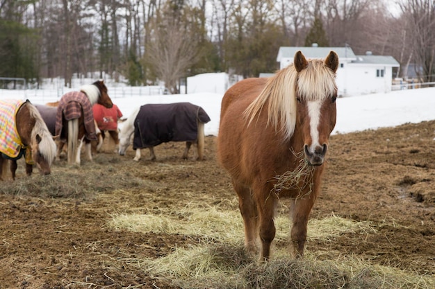 Photo frontal view of beautiful ginger horse with pale mane staring with hay in its mouth