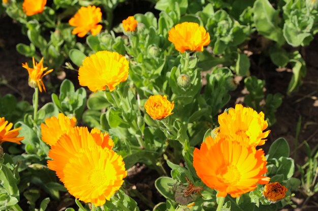 自然な緑の背景にキンセンカの花のフロントトップ写真