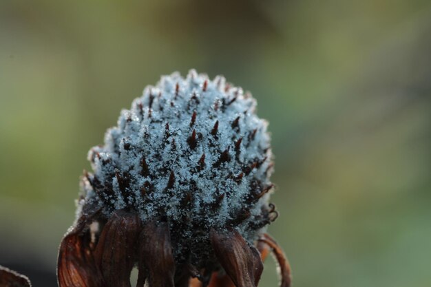 Foto fiore congelato