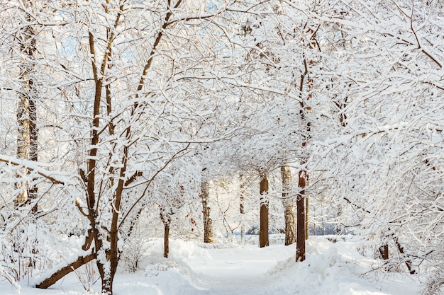 Frossty winter landscape. Trees in snow in the park