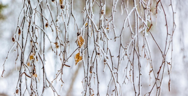 Photo frost birch branches with the last dry leaves_