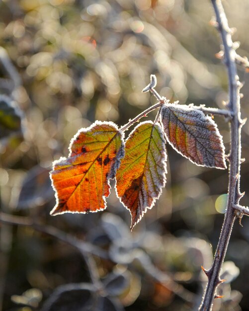 The frost on the blackberry leavesimage of a