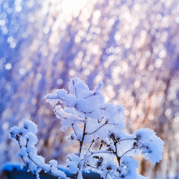 Фото Морозная травинка на солнечном фоне боке. зимняя абстракция природы.