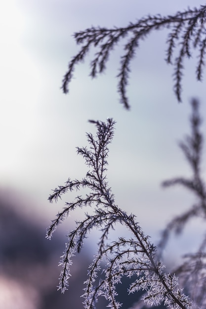 Frost on the branch