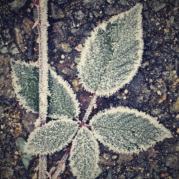 Gelo sui rami. bella stagione naturale invernale sfondo.