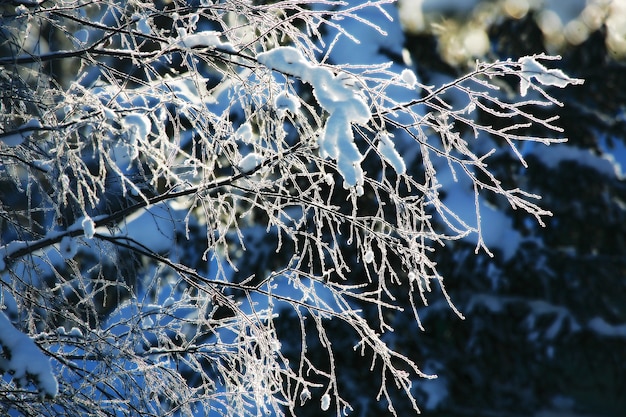 Gelo sui rami di un albero in una foresta invernale