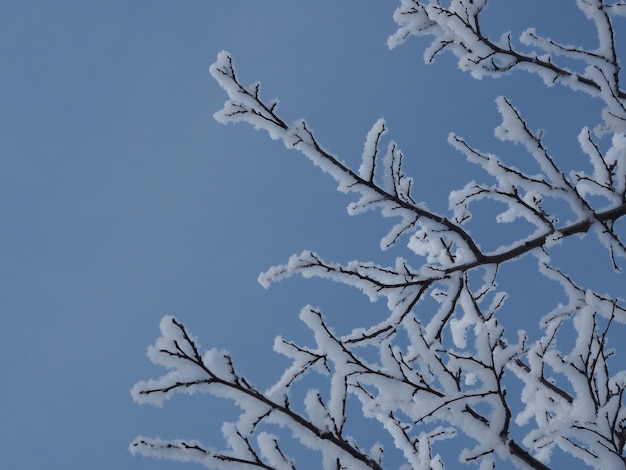 frost on the branches of trees against the blue sky