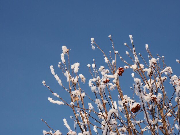 frost on the branches of trees against the blue sky