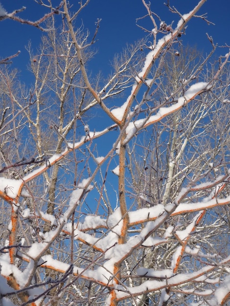 frost on the branches of trees against the blue sky