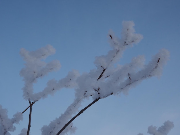 frost on the branches of trees against the blue sky