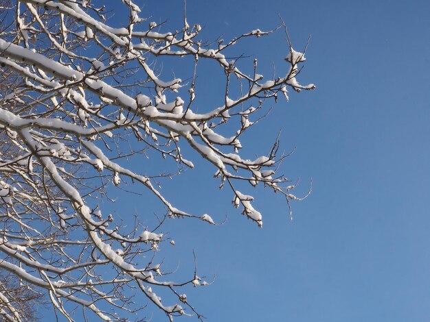 frost on the branches of trees against the blue sky