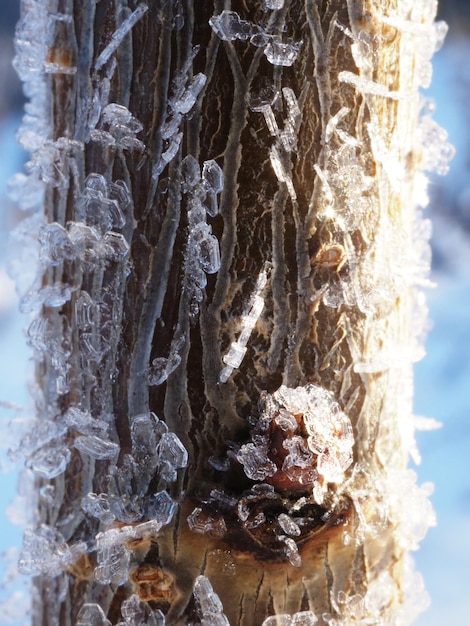 frost on the branches of trees