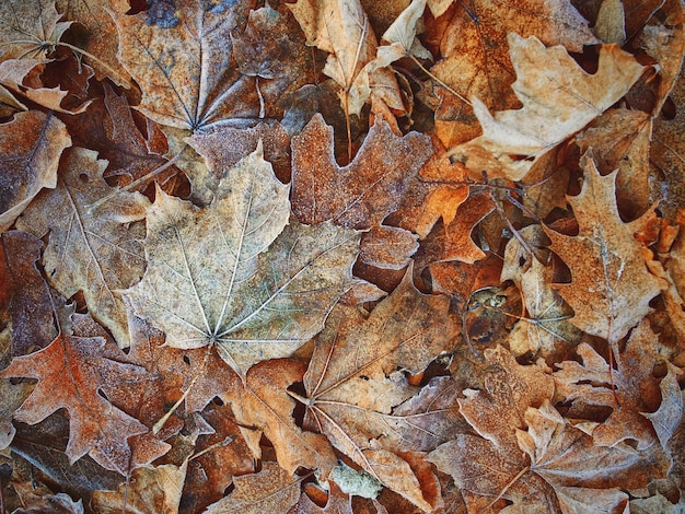 frost on the bushes, on the autumn fallen leaves and grass