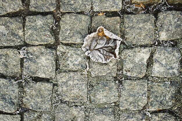 frost on the bushes, on the autumn fallen leaves and grass