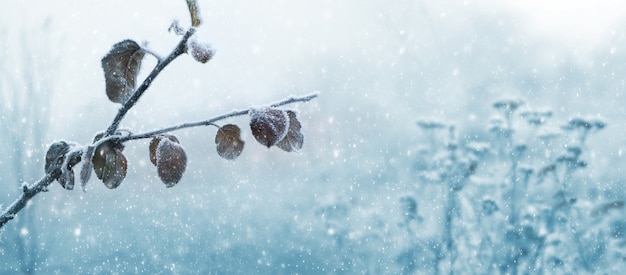 Frost-covered apple tree branch with dry leaves in the winter garden during a snowfall