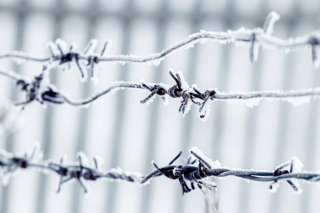 Фото Колючая проволока, покрытая инеем, служащая забором.