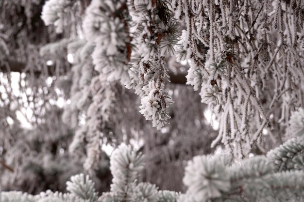 A frost-covered branch of a pine tree in winter in a city park