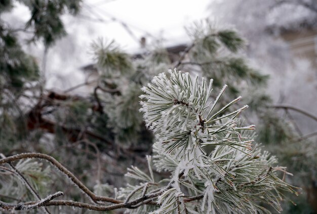 Un ramo coperto di brina di un abete in inverno in un parco cittadino