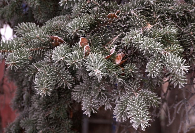 A frost-covered branch of a spruce tree in winter in a city park